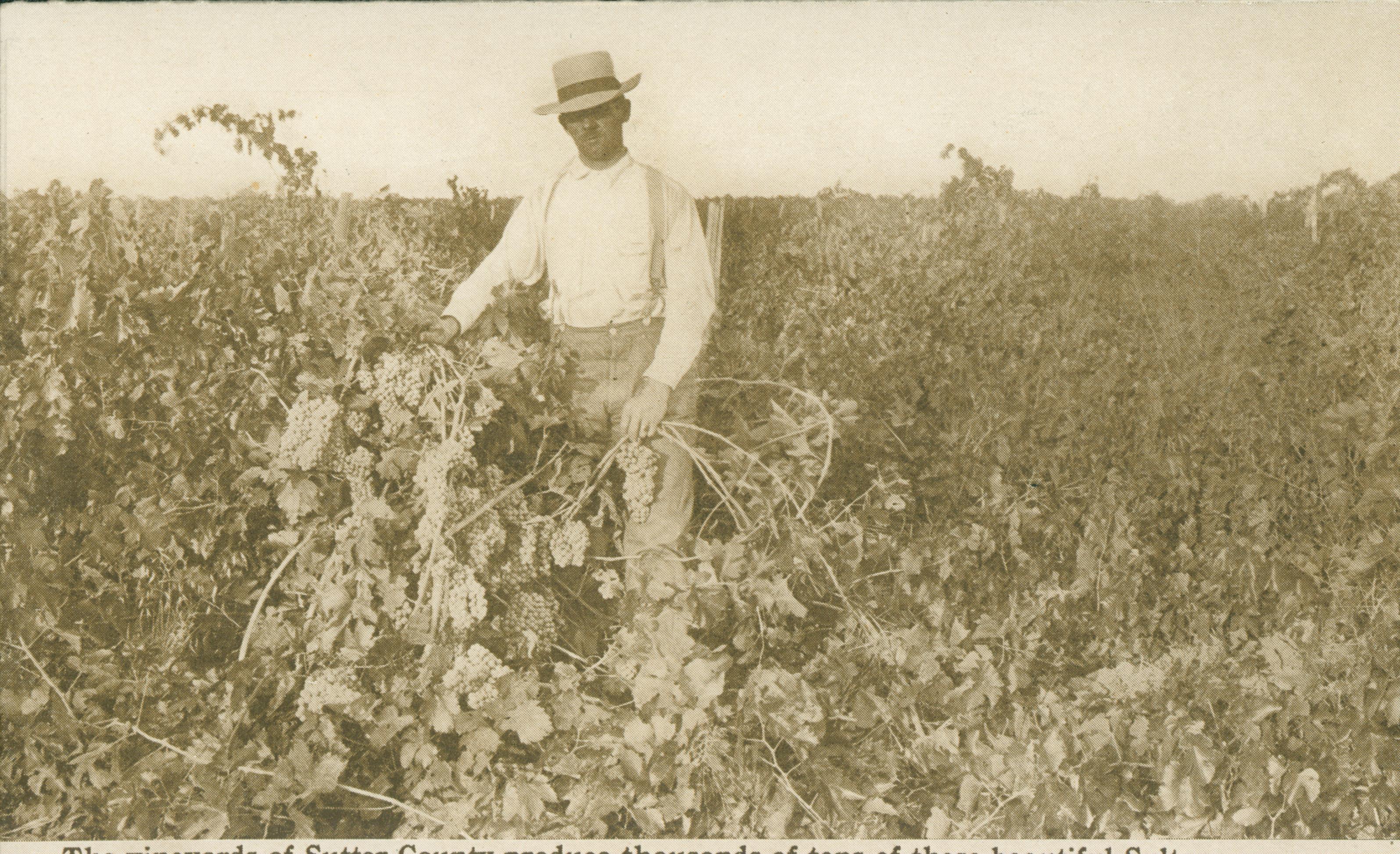 Shows a man standing by a grape vine loaded with fruit